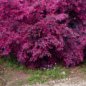 Loropetalum Red Chocolate